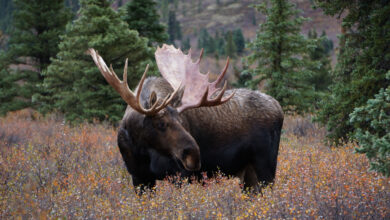 Photo of Two Men Poached a Moose Inside Denali National Park