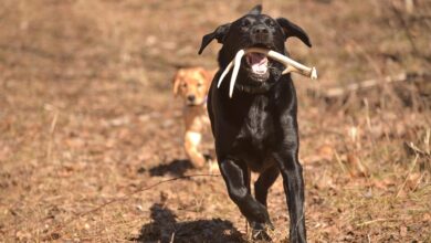 Photo of 7 Myths About Shed Hunting Dogs