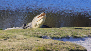 Photo of Gator Bites Off Fisherman’s Hand on a Florida Golf Course