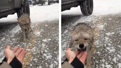 Photo of Skier Sticks Hand in Coyote’s Face, Seems Surprised When It Bites
