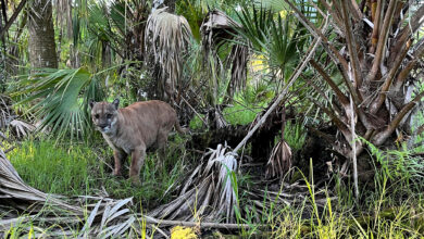 Photo of Watch: Turkey Hunter Calls in a Florida Panther