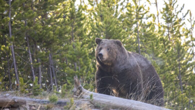 Photo of Feds Close In on Grizzly Bear Reintroduction in North Cascades