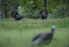 Photo of Turkey Hunting Tips from the Pros
