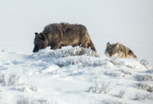 Photo of Nevada Reports First Wolf Pack Sighting in 100 Years