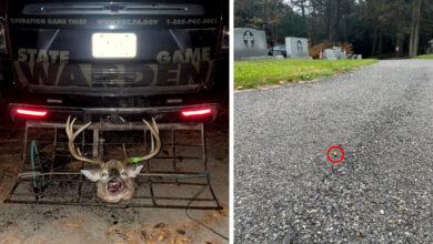 Photo of Poacher Kills a Trophy Buck While Driving Through Cemetery