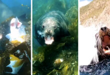 Photo of Watch: Spearfisherman Gets in a Vicious Fight with Sea Lion That Tries to Steal His Fish