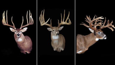 Photo of The Biggest Whitetail Sheds Ever Found