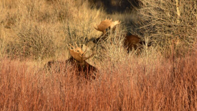 Photo of Nevada’s First-Ever Moose Season Excites Hunters