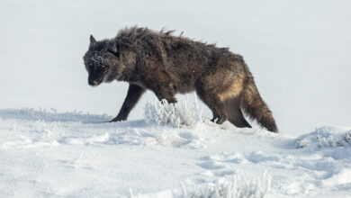 Photo of Authorities Investigating Suspected Wolf Poaching Near Yellowstone