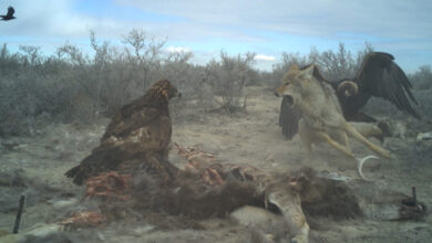 Photo of Trail Cam Photos: Golden Eagles Fight Coyote Over Deer Carcass