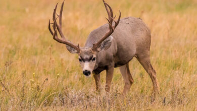 Photo of Should States Stop Selling Big-Game Tags to the Highest Bidder?