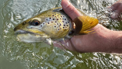 Photo of Trout Fishing Tips: How to Catch Trout