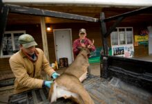 Photo of Vermont Dodges Anti-Hunting Overhaul, Still May Restrict Coyote Hunting