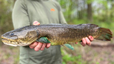 Photo of Why the Ancient Bowfin Has a New Cult of Followers